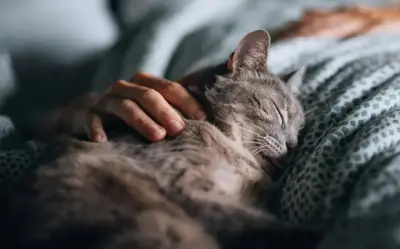 Cậu bé 14 tuổi suýt mù vì ngủ cùng thú cưng: Bài học đắt giá về ký sinh trùng