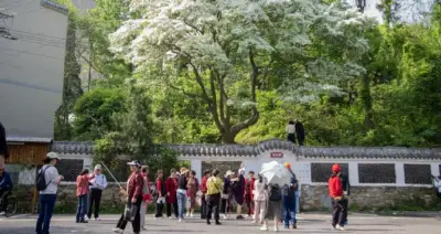 Cây cổ thụ 200 năm nở hoa 10 ngày rồi tàn, nghìn người kéo đến chiêm ngưỡng