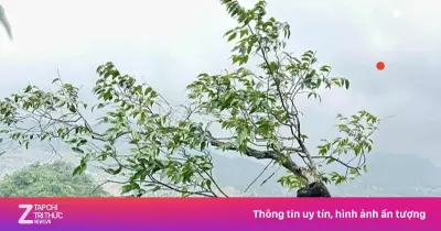 Cây Muội Hồng Bị Cấm Khai Thác: Bảo Vệ Hệ Sinh Thái Núi Đá Vôi Trước Nguy Cơ Tuyệt Chủng