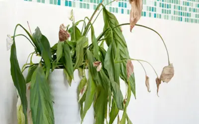 Cây tự nhiên chết trong nhà: Điềm báo hay hiện tượng tự nhiên?