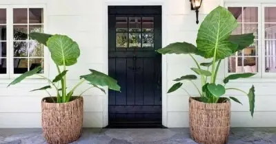 Cây Xanh Trước Cửa: Chi Tiết Nhỏ Tạo Nên Sự Khác Biệt Lớn Trong Không Gian Sống