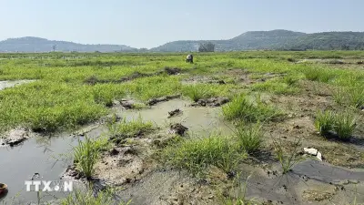 Dak Lak: Hàng trăm hecta lúa bị bỏ hoang do nhiễm mặn nặng