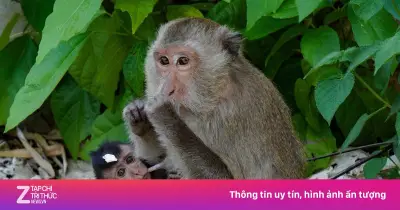 Du khách bất chấp cảnh báo, tiếp tục cho khỉ ăn bánh kẹo trên bán đảo Sơn Trà