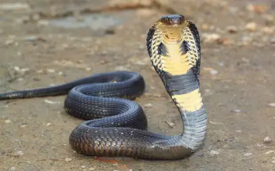 Du khách Đức tử vong sau khi bị rắn hổ mang cắn tại Ai Cập