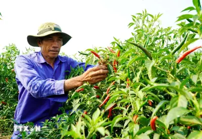 Giá ớt lao dốc, nông dân Quảng Ngãi đối mặt nguy cơ thua lỗ nặng