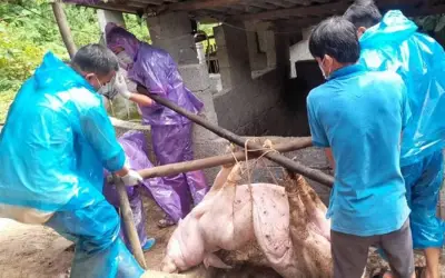 Hà Nội triệt phá lò mổ heo dịch tả châu Phi, tuồn 300 tấn thịt bệnh vào trường học