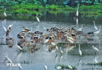 Hồi sinh hệ sinh thái đất ngập nước tại Vườn Quốc gia Tràm Chim, Đồng Tháp