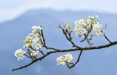 Hồng Thái - 'Nàng Thơ' Vùng Cao Tuyên Quang Và Hành Trình Phát Triển Du Lịch Bền Vững