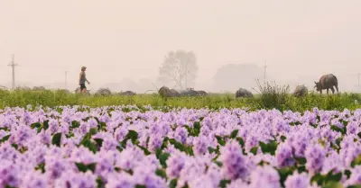 Hoa lục bình nở rộ ngoại ô Hà Nội, thu hút hàng trăm người tới chụp ảnh