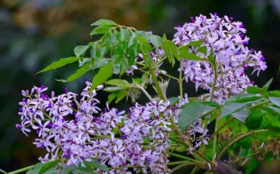 Hoa Xoan Nở Tím Và Những Tác Động Sinh Học Đến Sức Khỏe Thể Chất Lẫn Tinh Thần