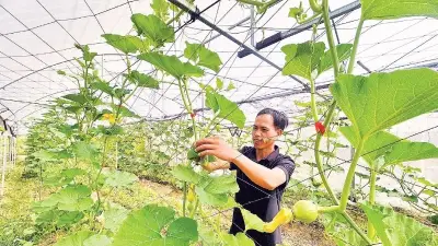 Hợp tác xã Rau xứ lạnh Măng Đen giúp đồng bào Mơ Nâm thoát nghèo