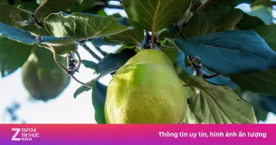 Ổi: Loại quả giàu vitamin C vượt trội, gấp 4 lần cam, tốt cho sức khỏe