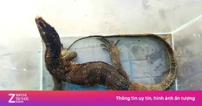 Kỳ Đà Hoa Quý Hiếm Bò Vào Phòng Ngủ Gia Đình Ở Cà Mau, Được Bàn Giao Tái Thả