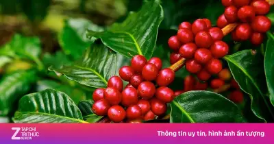 Khám phá 'họ hàng' đông đúc của cây cà phê qua cuốn sách mới