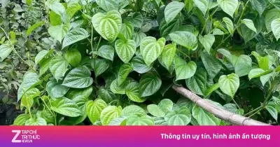 Lá Trầu Không - 'Thảo Dược Quý' Dưỡng Gan Bổ Não Ít Người Biết Đến