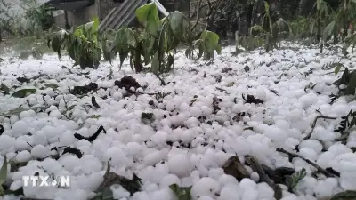 Lào Cai: Mưa đá lớn gây thương tích cho 4 người, vườn mận Bắc Hà thiệt hại nặng