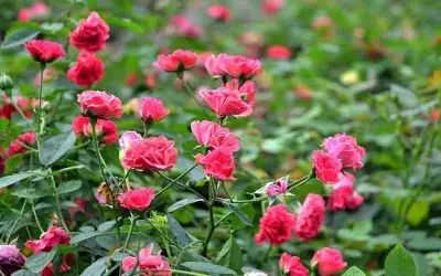 Loài hoa mang năng lượng tích cực, thu hút tài lộc và may mắn cho gia chủ