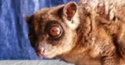 Loài Vật Quý Hiếm Bậc Nhất Hành Tinh, Ngỡ Đã Tuyệt Chủng 6.000 Năm, Bất Ngờ Tái Xuất