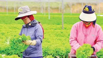 Mô hình liên kết sản xuất nông nghiệp tại Lâm Đồng giúp nông dân thoát nghèo và ổn định thu nhập