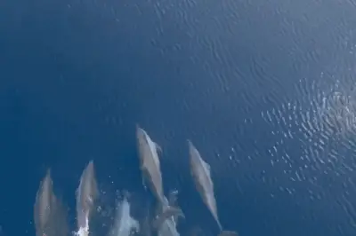 Đàn cá heo 'nhảy múa' hiếm có trên đường ra đảo Trường Sa