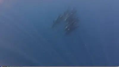 Đàn cá voi khổng lồ xuất hiện hiếm gặp ở biển Phú Quý, báo hiệu môi trường trong lành