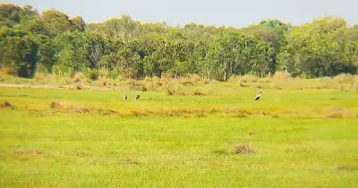 Đàn sếu đầu đỏ quý hiếm trở lại Khu bảo tồn Phú Mỹ, An Giang