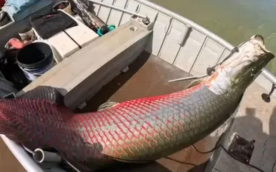 Ngư dân Brazil bắt được cá Pirarucu khổng lồ 160kg sau cuộc chiến 45 phút
