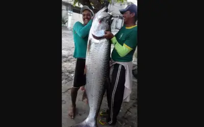 Ngư dân Brazil sốc khi bắt được cá khổng lồ dài 2 mét, nặng 70kg