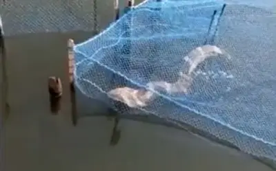 Ngư Dân Ấn Độ Bất Ngờ Bắt Được Rắn Hổ Mang Chúa Dài 3,6 Mét Trong Lưới