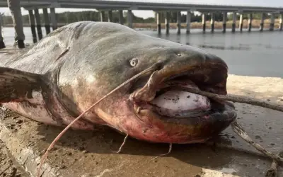 Ngư dân nghiệp dư Thổ Nhĩ Kỳ câu được cá trê khổng lồ dài 2,5 mét, nặng 100 kg