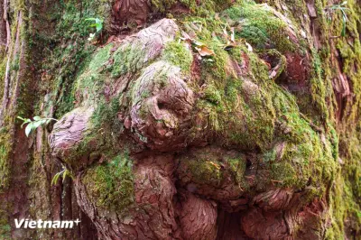 Ngỡ Ngàng Vẻ Đẹp Quần Thể Rừng Di Sản Pơ Mu Hàng Trăm Năm Tuổi Ở Vùng Biên Giới Đà Nẵng