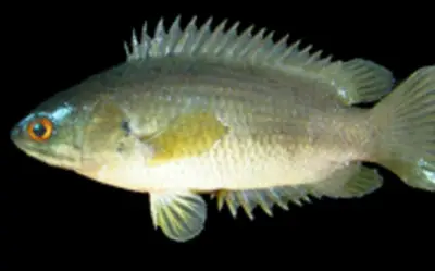 Người đàn ông tử vong thương tâm vì cá sống mắc kẹt trong cổ họng khi câu cá ở Ấn Độ