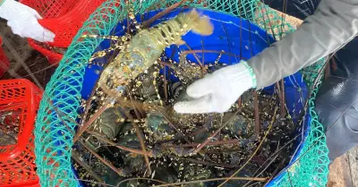 Ngành thủy sản Việt thu về 11,3 tỷ USD nhưng vẫn lộ nhiều điểm yếu