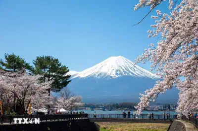 Nhật Bản thơ mộng với khung cảnh hoa anh đào nở rộ trên núi Phú Sĩ