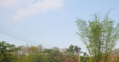 Nậm Lầu (Sơn La) phát triển cà phê nhờ giảm nghèo thông tin, thu 175 tỷ đồng năm 2025