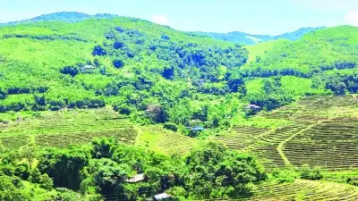 Phú Thọ khẩn trương trồng rừng vụ xuân hè, hướng tới mục tiêu phát triển bền vững