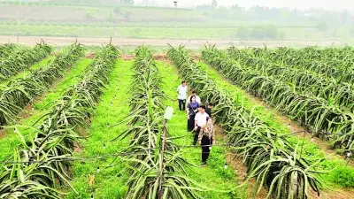 Phú Thọ đẩy mạnh chuyển đổi nông nghiệp đa giá trị hướng tới mục tiêu tăng trưởng 3,5%