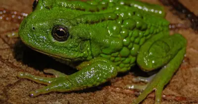 Phát hiện loài ếch mới Gastrotheca mittaliiti ở Amazon, đối mặt nguy cơ tuyệt chủng