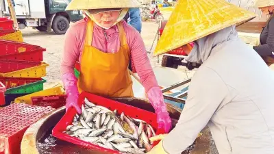 Quảng Ninh, Hưng Yên, Ninh Bình Tích Cực Thả Giống Và Quản Lý Thủy Sản