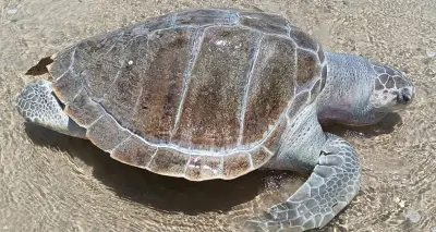 Rùa biển chết trôi dạt vào bờ biển Bãi Sau, Vũng Tàu gây lo ngại