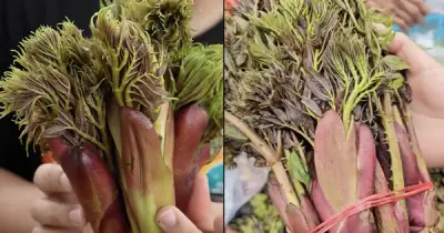 Rau Mầm Gai 'Hot Trend' Mùa Xuân: Đặc Sản Tây Bắc Gây Sốt Mạng Xã Hội