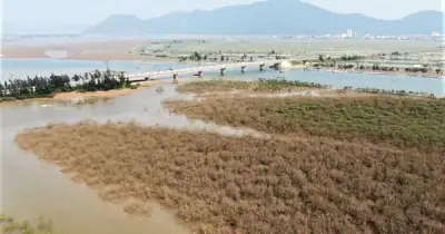 Rừng ngập mặn Hà Tĩnh chết hàng loạt, đe dọa an toàn đê biển và sinh kế người dân