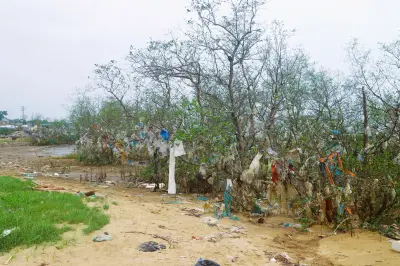 Rừng ngập mặn ven sông Lâm Đang bị bức tử nghiêm trọng bởi rác thải