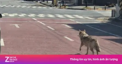 Sói Sổng Chuồng Ở Hàn Quốc: Ảnh Giả AI Gây Nhiễu, Cuộc Tìm Kiếm Gặp Khó Khăn