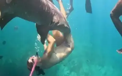 Sống Sót Kinh Hoàng: Khoảnh Khắc Cá Mập Y Tà Cắn Chặt Chân Người Phụ Nữ Khi Lặn Ống Thở