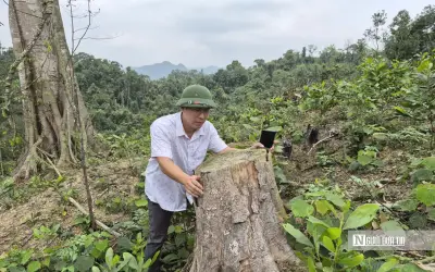 Thanh Hóa: Xử Phạt Hơn 146 Triệu Đồng Vụ Chặt Phá Rừng Phòng Hộ Trái Phép