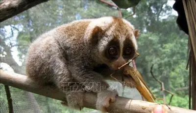 Thái Nguyên phát hiện 4 loài động vật quý hiếm mới tại Khu dự trữ thiên nhiên Thần Sa-Phượng Hoàng