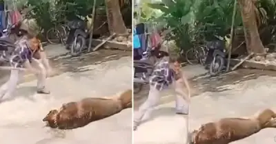 Thảm kịch ở Hà Tĩnh: Cụ ông 83 tuổi tử vong do bị chó béc giê nhà nuôi tấn công