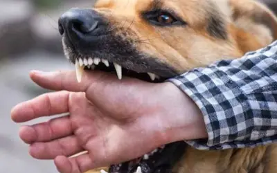 Thảm kịch ở Hà Tĩnh: Cụ ông 83 tuổi tử vong do chó nuôi tấn công