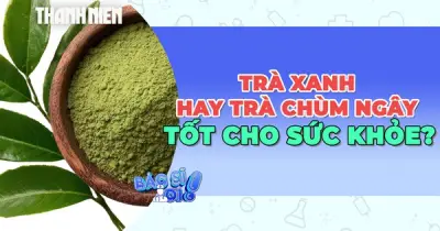 Trà Chùm Ngây So Với Trà Xanh: Lựa Chọn Nào Tối Ưu Cho Sức Khỏe?